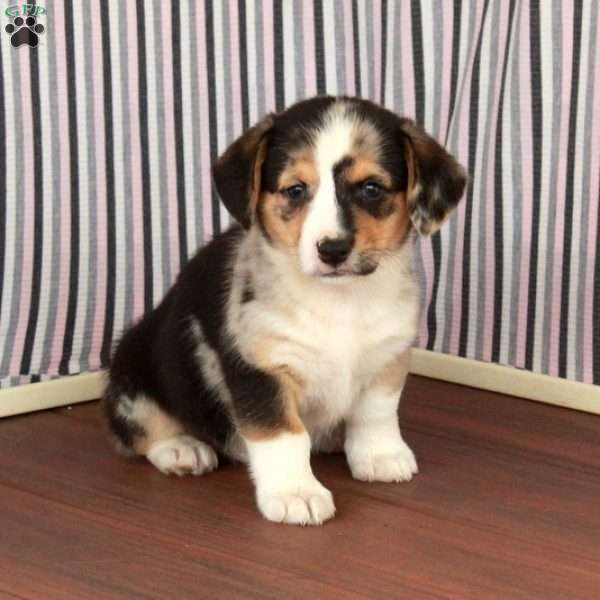 Star, Welsh Corgi Mix Puppy