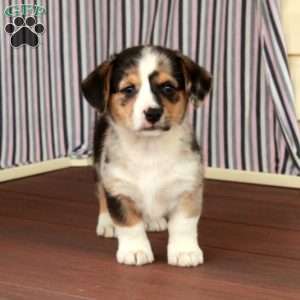 Star, Welsh Corgi Mix Puppy
