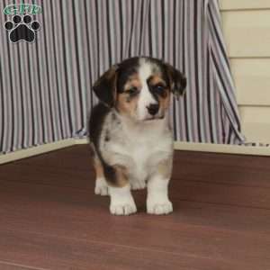Star, Welsh Corgi Mix Puppy