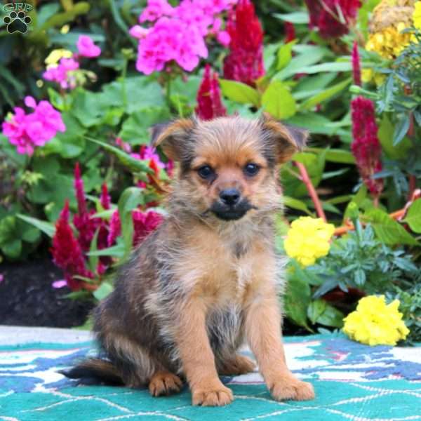 Star, Yorkie Mix Puppy