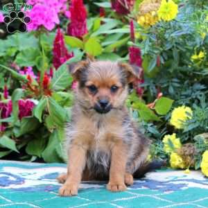 Star, Yorkie Mix Puppy
