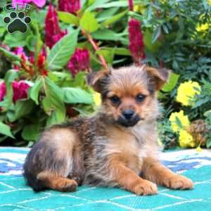 Star, Yorkie Mix Puppy