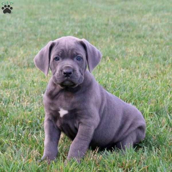 Steel, Cane Corso Puppy