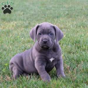 Steel, Cane Corso Puppy