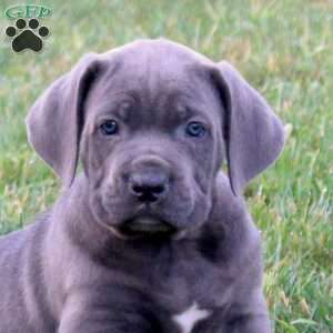 Steel, Cane Corso Puppy