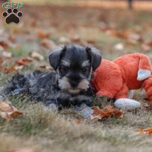 Stella, Miniature Schnauzer Puppy