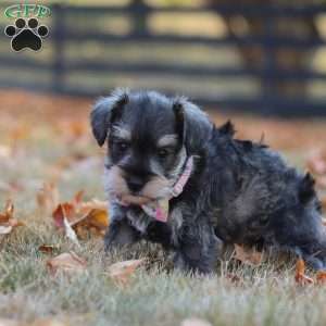 Stella, Miniature Schnauzer Puppy