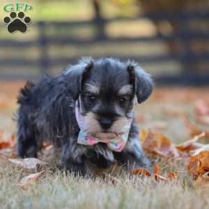 Stella, Miniature Schnauzer Puppy