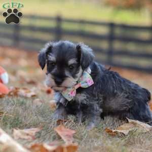 Stella, Miniature Schnauzer Puppy