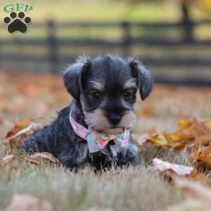 Stella, Miniature Schnauzer Puppy