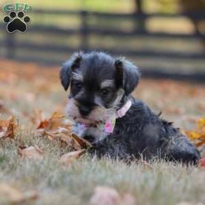 Stella, Miniature Schnauzer Puppy