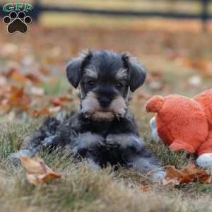 Stella, Miniature Schnauzer Puppy