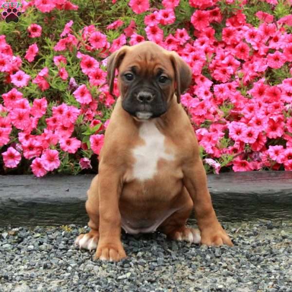 Stella, Boxer Puppy