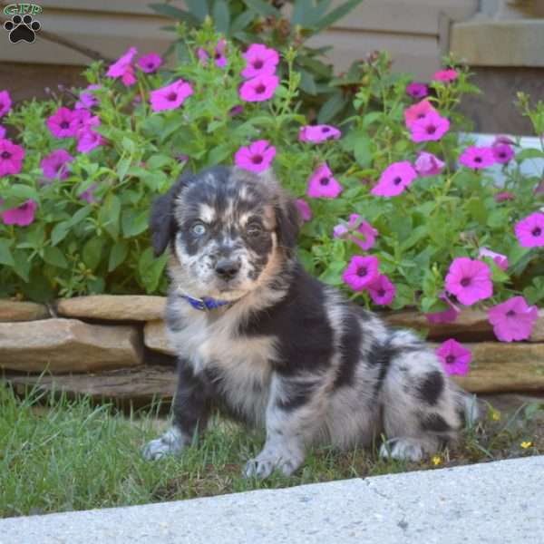 Stella, Golden Retriever Mix Puppy