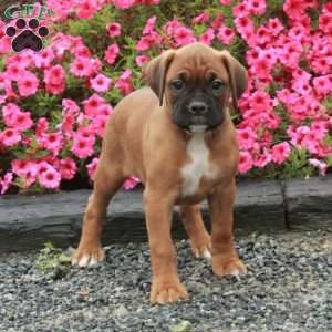 Stella, Boxer Puppy