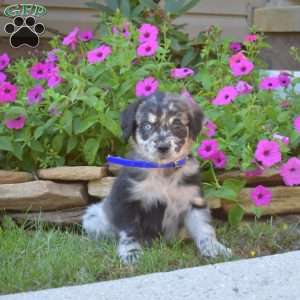 Stella, Golden Retriever Mix Puppy