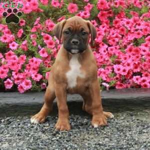 Stella, Boxer Puppy
