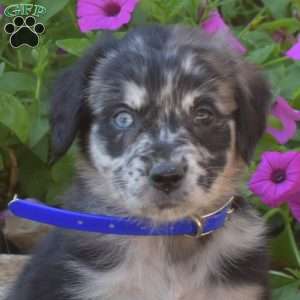 Stella, Golden Retriever Mix Puppy