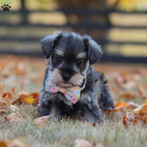 Stella, Miniature Schnauzer Puppy