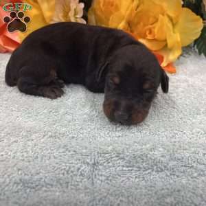 Stella, Doberman Pinscher Puppy