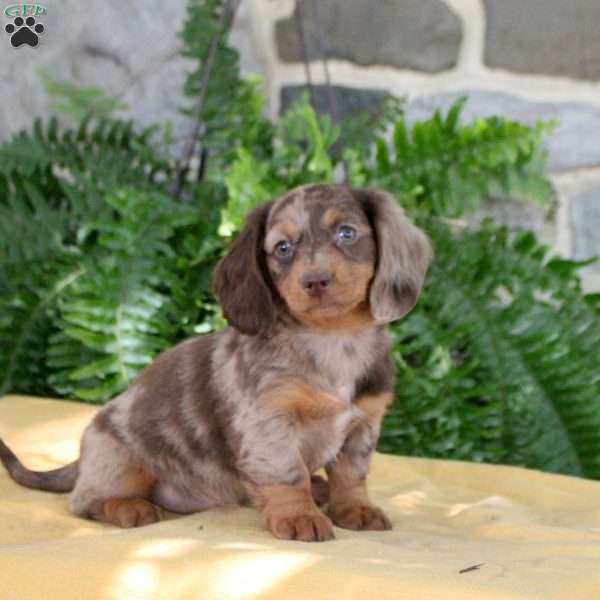 Steph, Dachshund Puppy