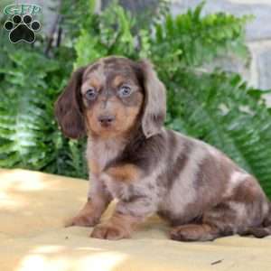 Steph, Dachshund Puppy
