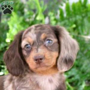 Steph, Dachshund Puppy