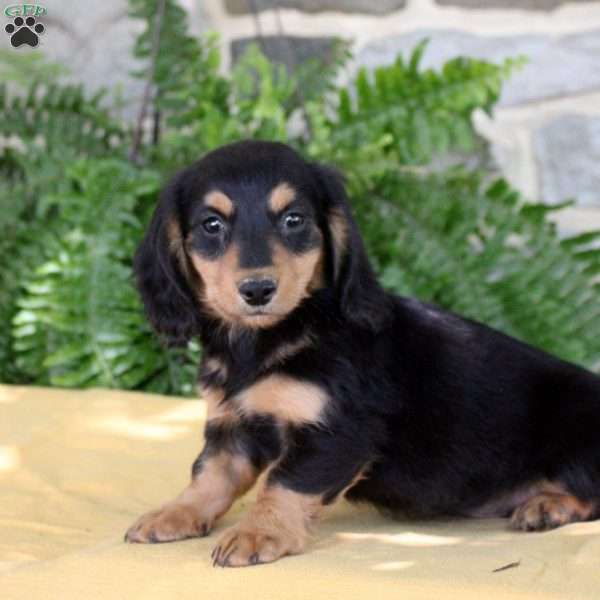 Steven, Dachshund Puppy