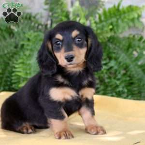 Steven, Dachshund Puppy