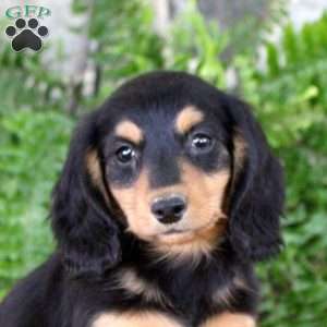 Steven, Dachshund Puppy