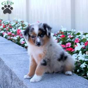 Stitch, Miniature Australian Shepherd Puppy