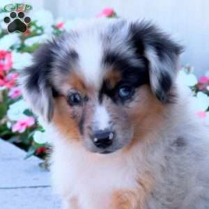 Stitch, Miniature Australian Shepherd Puppy
