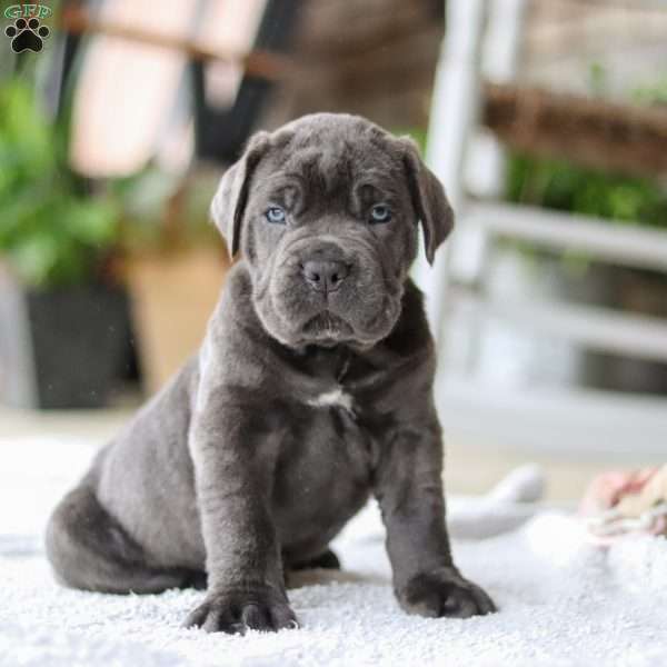 Storm, Cane Corso Puppy