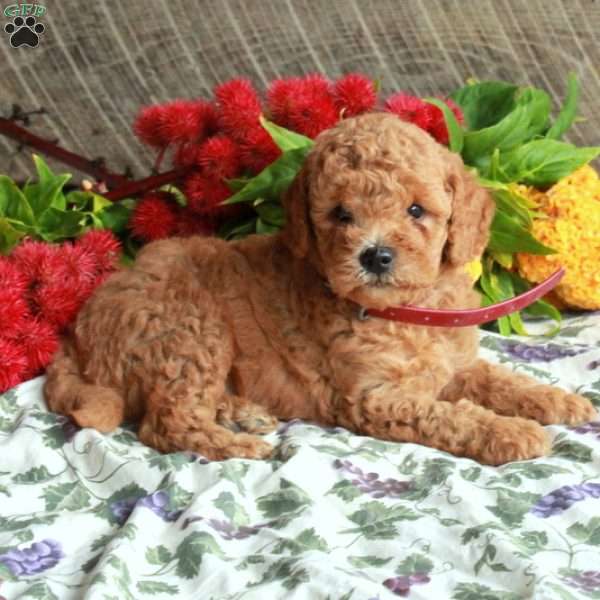 Stuart, Mini Goldendoodle Puppy