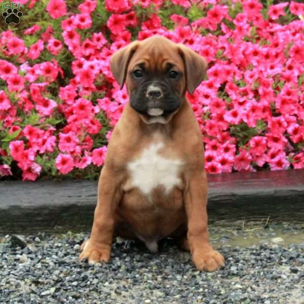 Stuart, Boxer Puppy