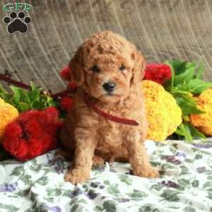 Stuart, Mini Goldendoodle Puppy