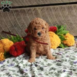 Stuart, Mini Goldendoodle Puppy