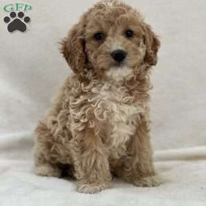 Stuart, Mini Goldendoodle Puppy