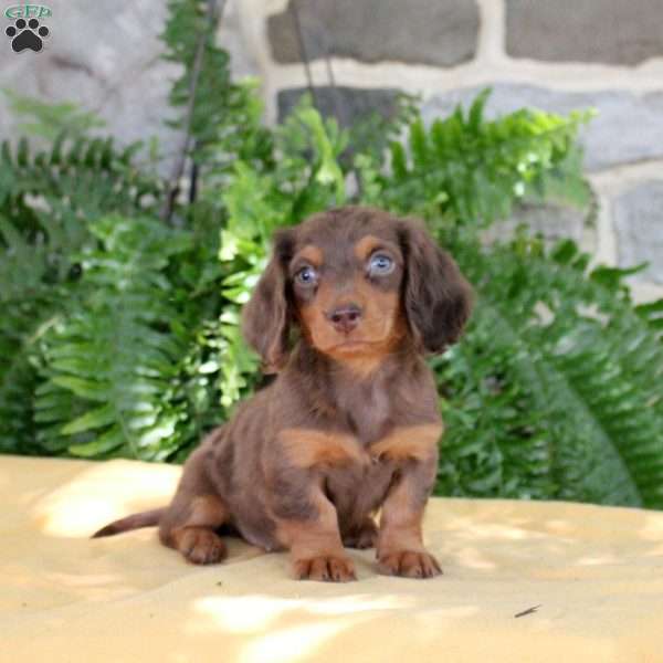 Sue, Dachshund Puppy