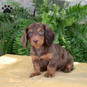Sue, Dachshund Puppy