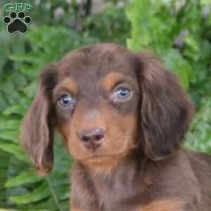 Sue, Dachshund Puppy