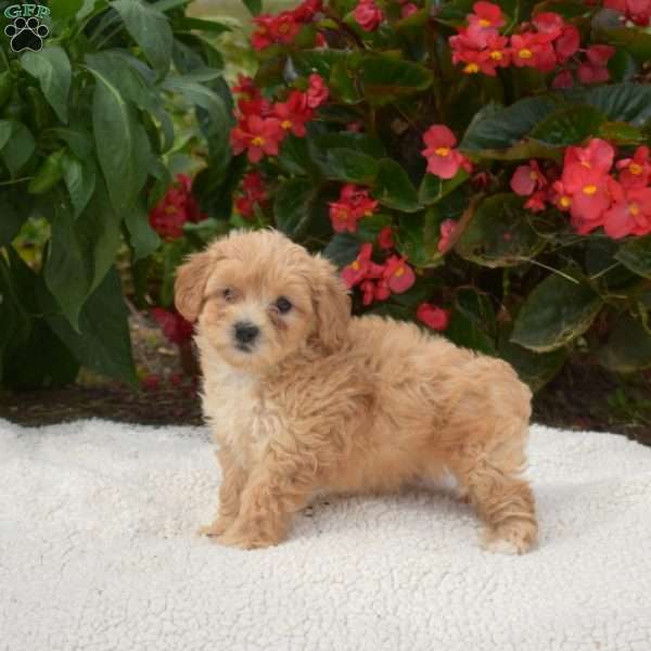 Sugar, Maltipoo Puppy