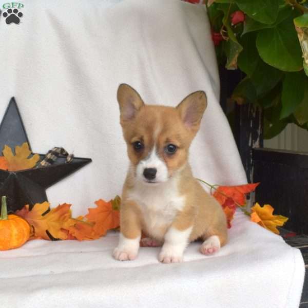 Sugar, Pembroke Welsh Corgi Puppy