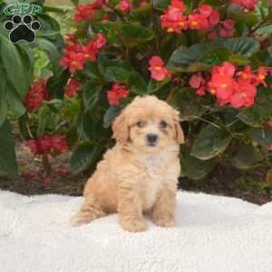 Sugar, Maltipoo Puppy