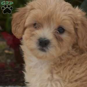 Sugar, Maltipoo Puppy