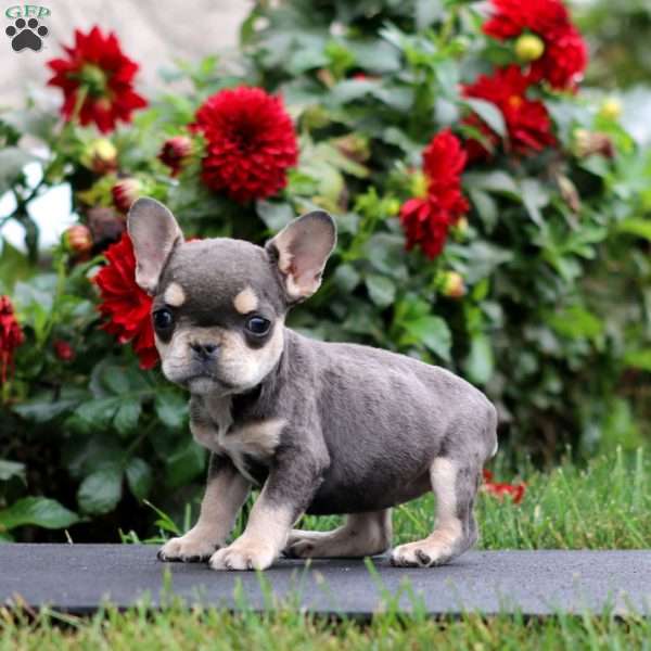 Susie, French Bulldog Puppy