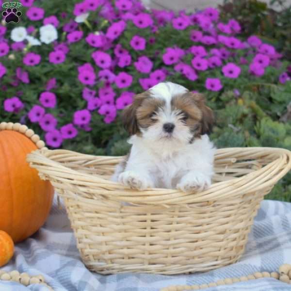Sweet Pea, Shih Tzu Puppy