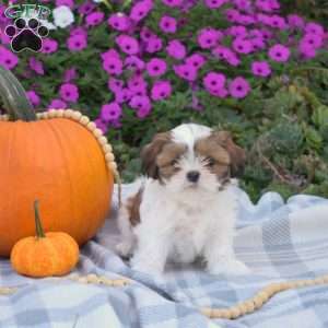 Sweet Pea, Shih Tzu Puppy