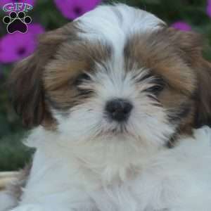 Sweet Pea, Shih Tzu Puppy