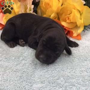 Sweetie Melanistic, Doberman Pinscher Puppy